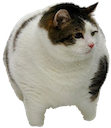 chonk